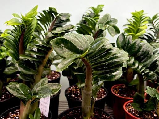 ZZ Zenzi Plant