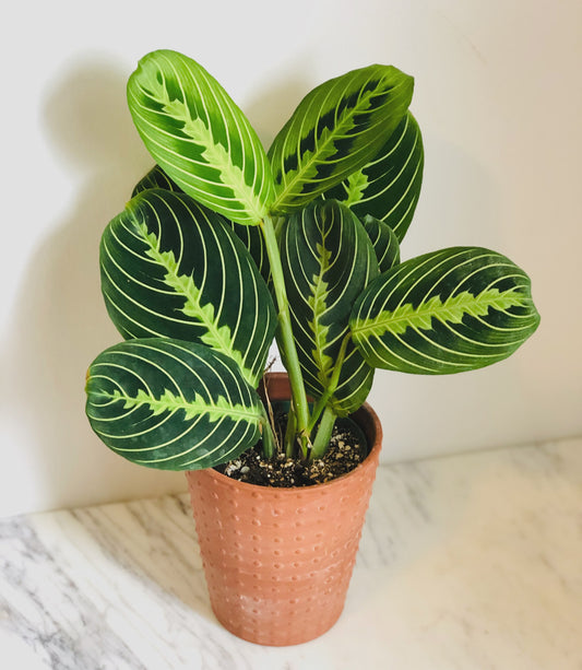 Maranta Lemon Lime Plant