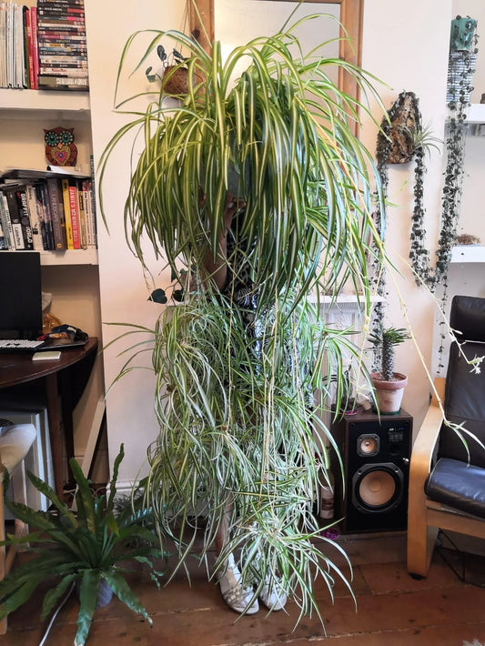 Spider Lemon Plant