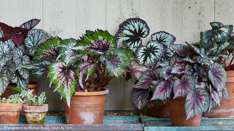Begonia Rex Plant
