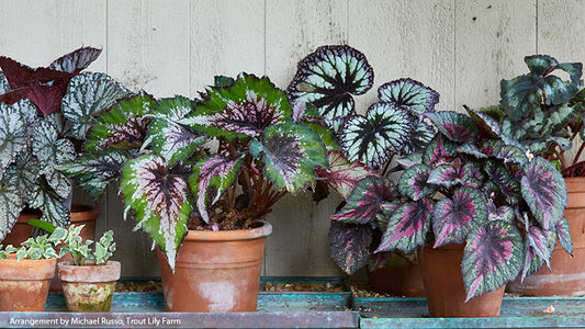 Begonia Rex Plant