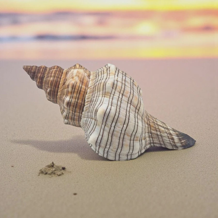 Trapezium Horse Conch Shell