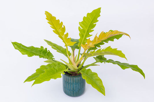 Philodendron Ring of Fire Plant