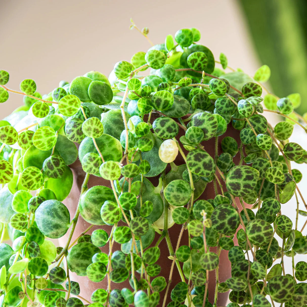 String of Turtles Plant