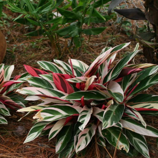 Stromanthe Sanguinea Plant