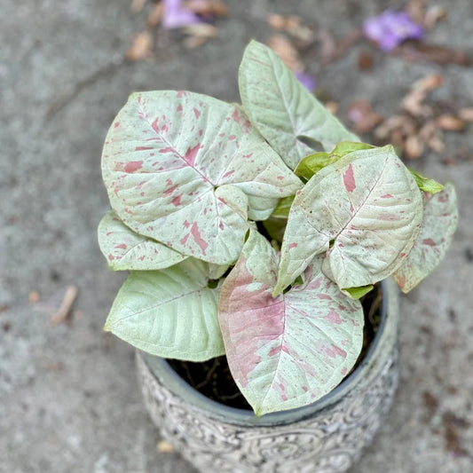 Syngonium Milk Confetti Plant