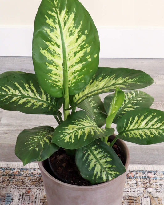 Dieffenbachia Tropic Snow Plant