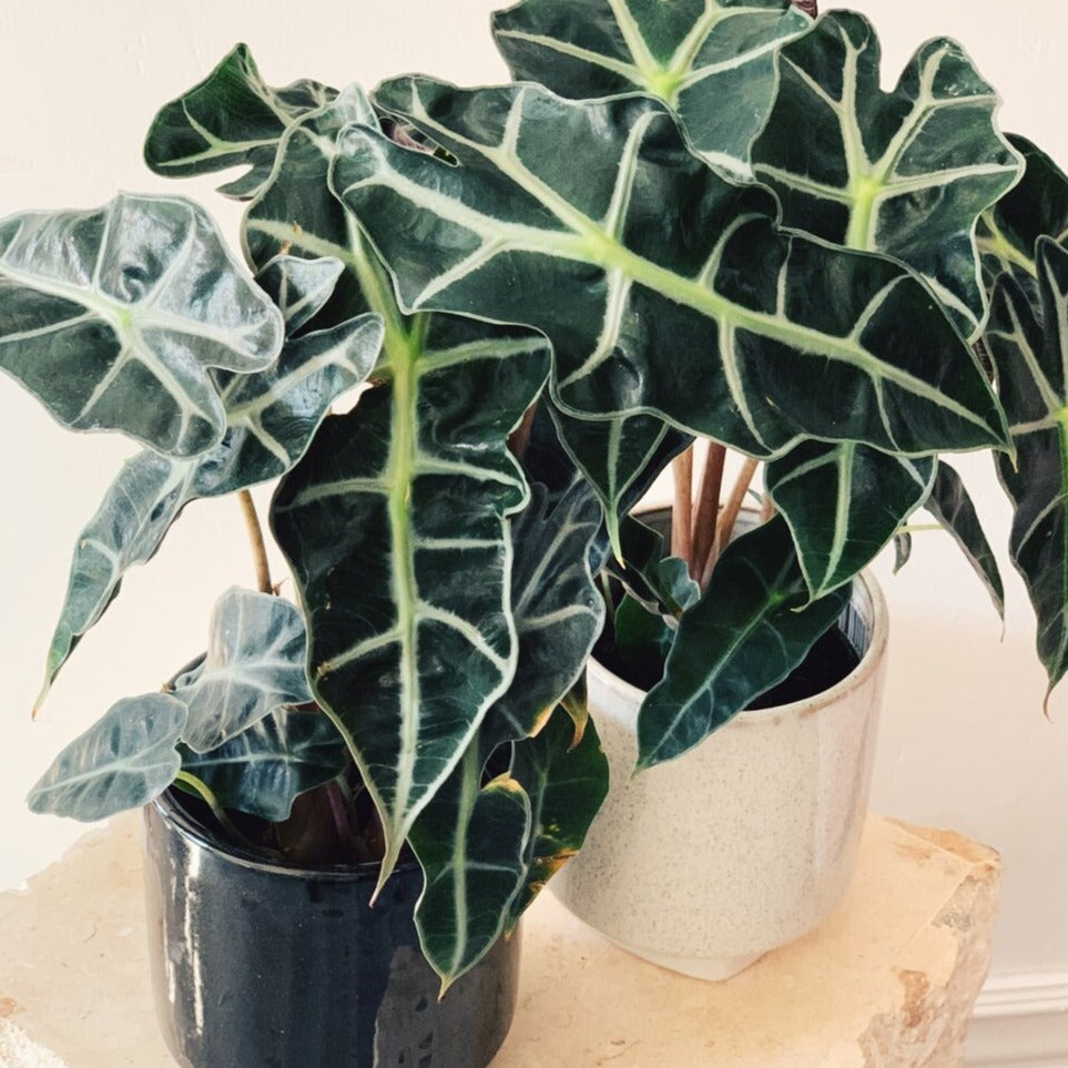 Alocasia Poly African Mask