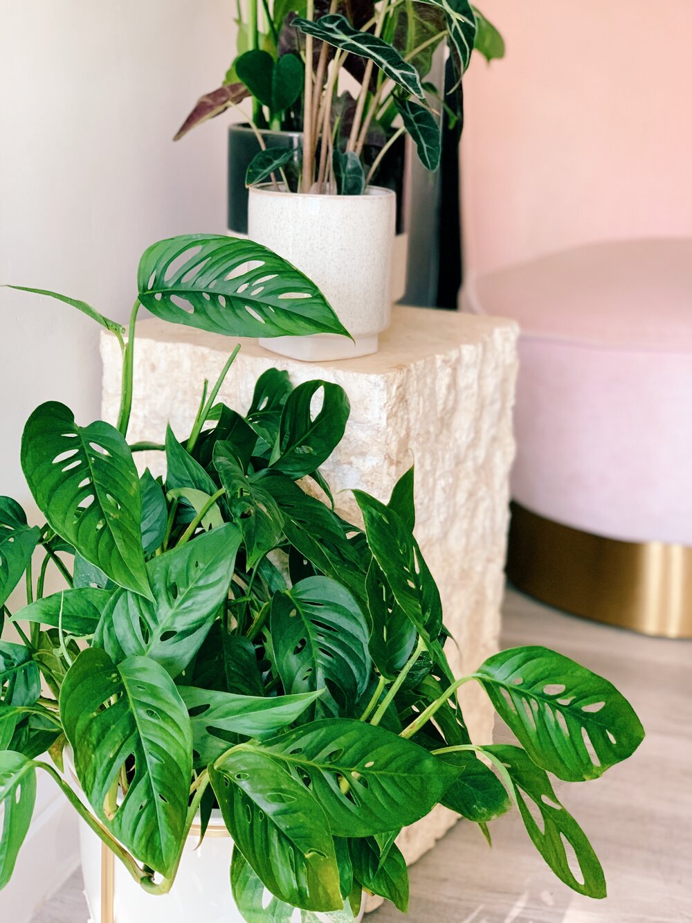 Swiss Cheese Monstera