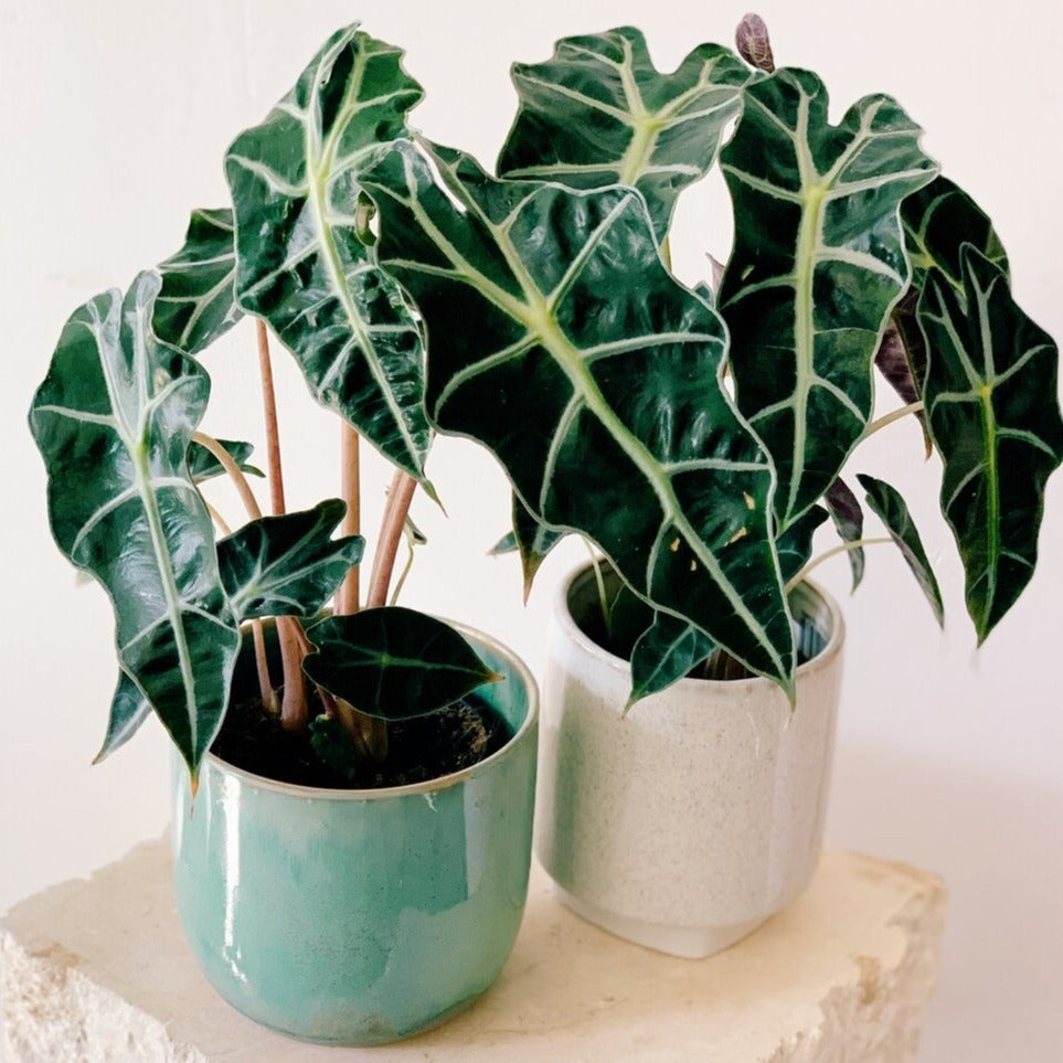 Alocasia Poly African Mask