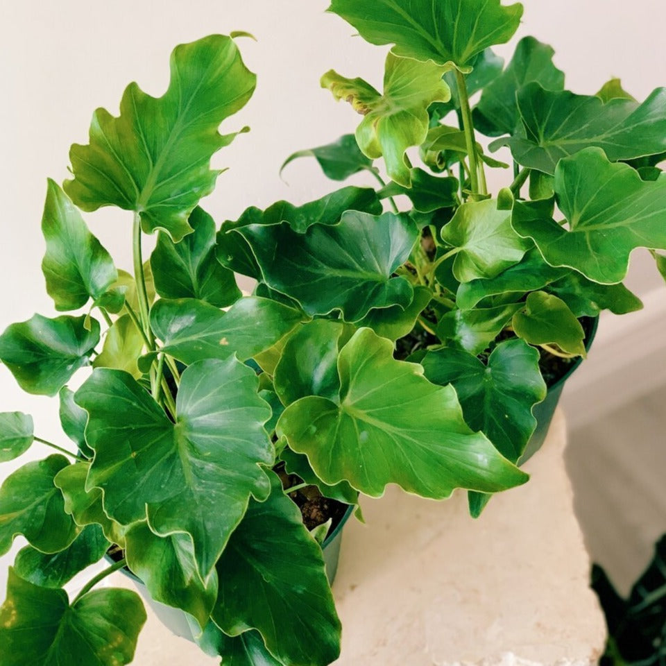 Philodendron Mini Hope