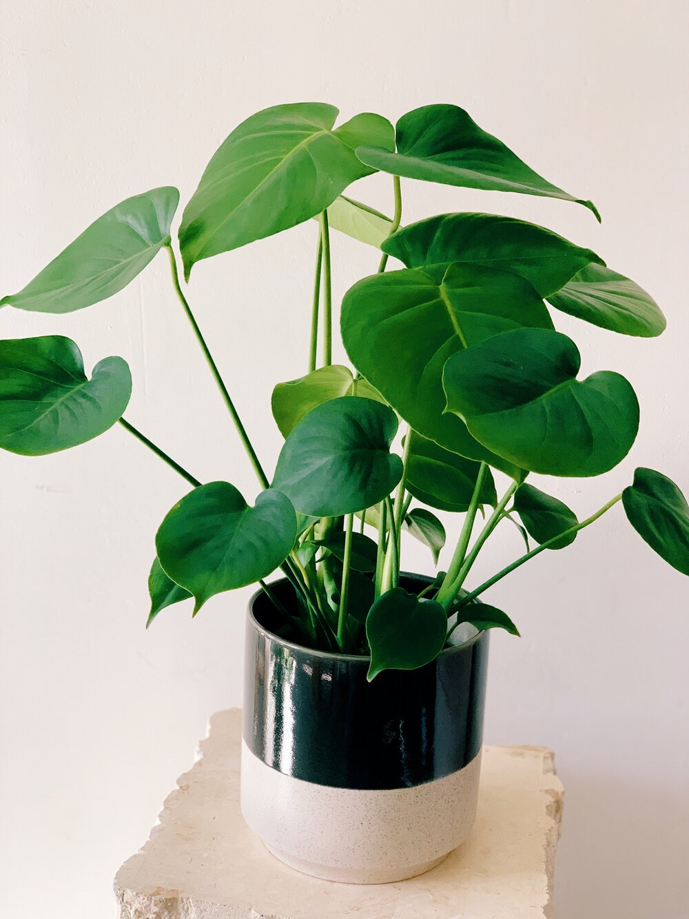 Monstera Deliciosa