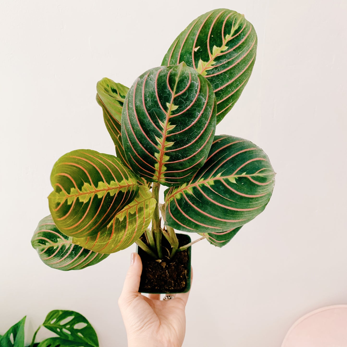 Maranta Red "Prayer Plant"