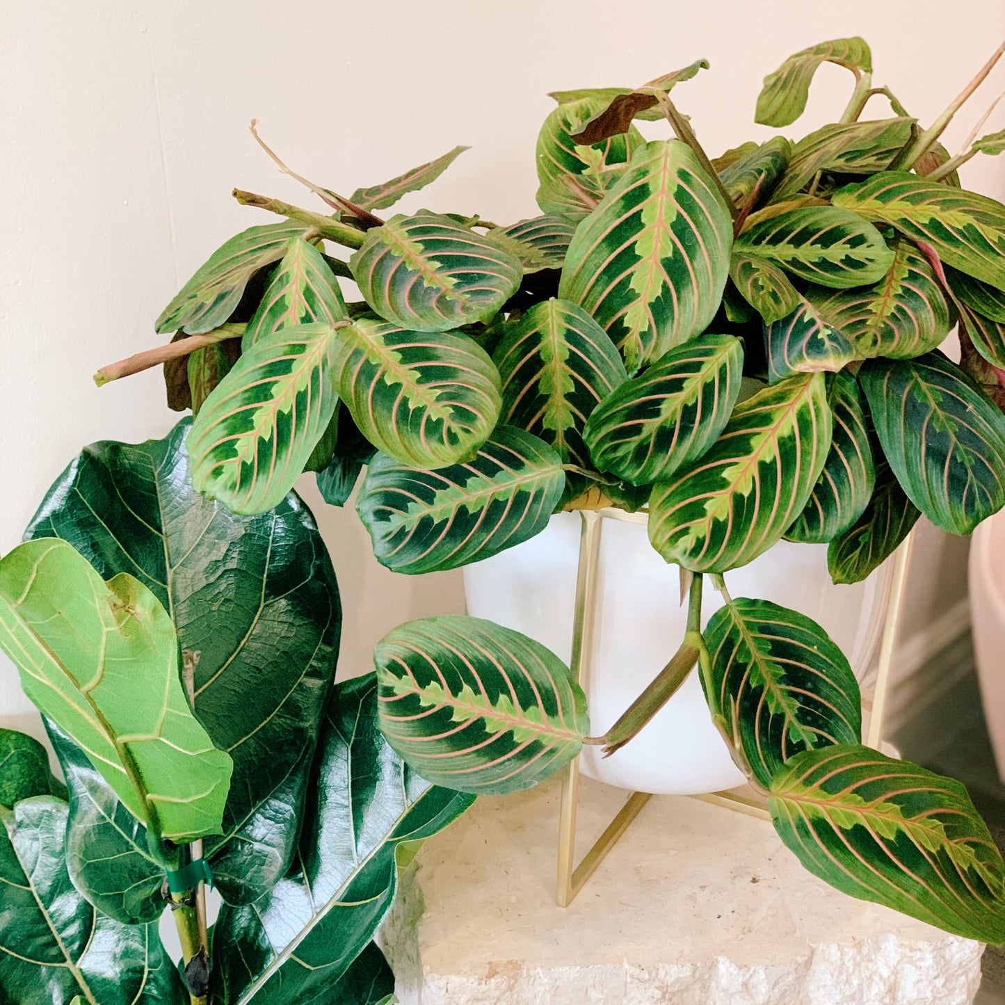 Maranta Red "Prayer Plant"