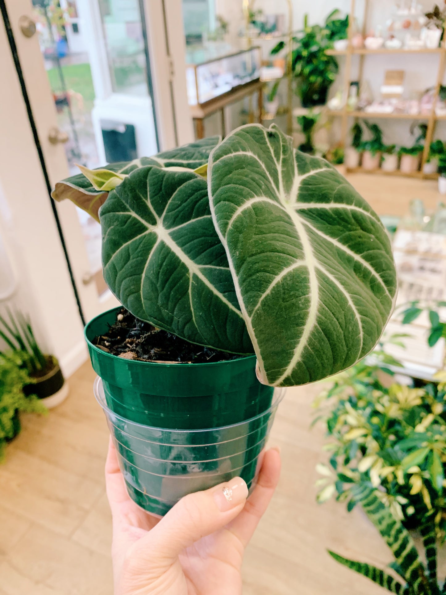 Alocasia Black Velvet