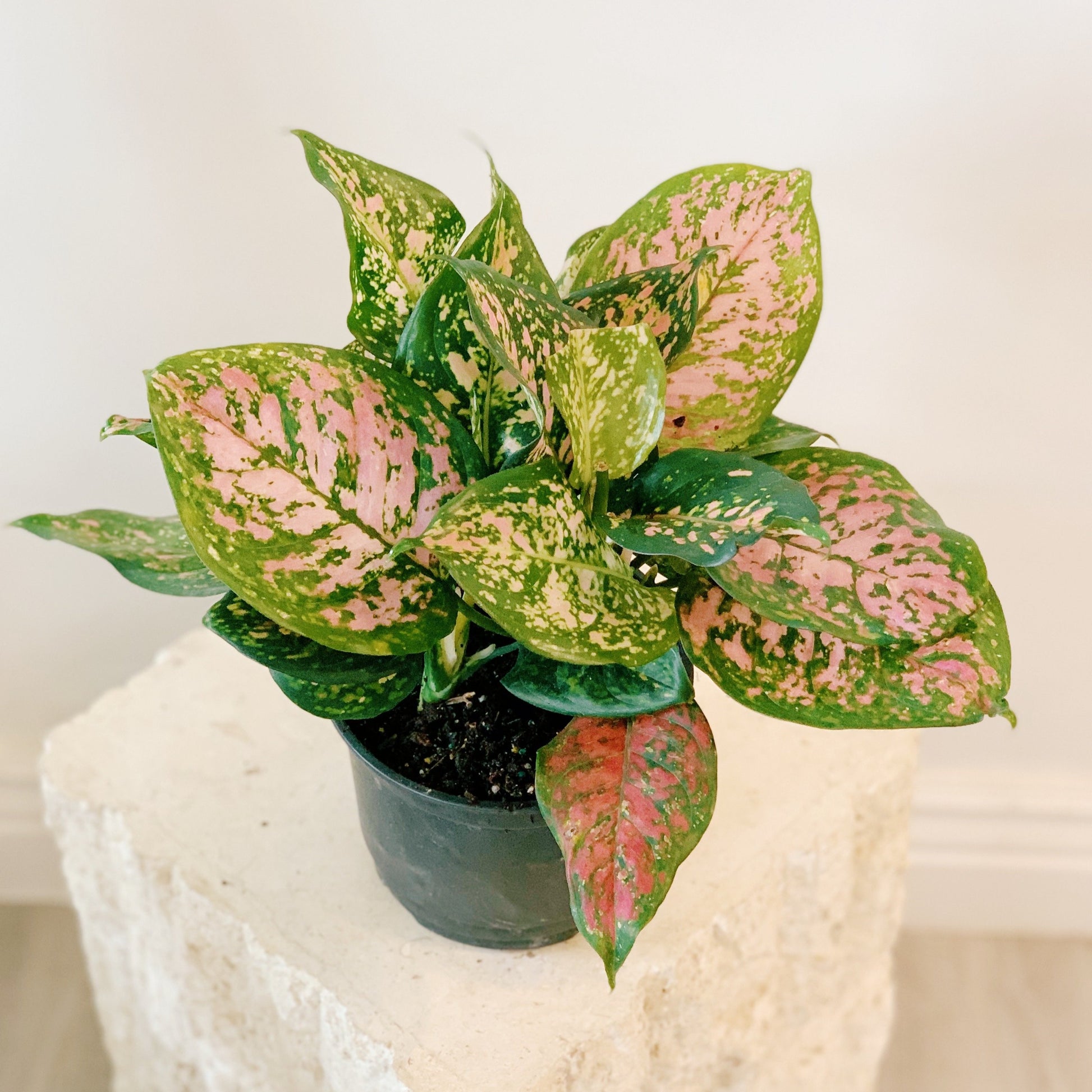 aglaonema hybrid plant Aglaonema Lady Valentine Pink Hybrid Plant